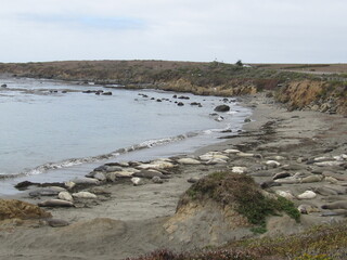 Elephant Seals San Simeon