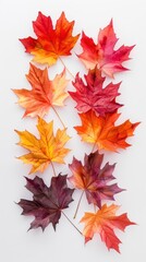 Obraz premium Vibrant watercolor maple leaves in shades of red, orange, and yellow on a white background