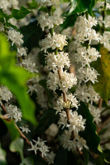 COFFEE FLOWERS BLOSSOMING ON A SUSTAINABLE FAIR TRADE COFFEE FARM IN BRAZIL