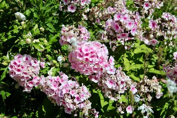Flowers Versailles Garden