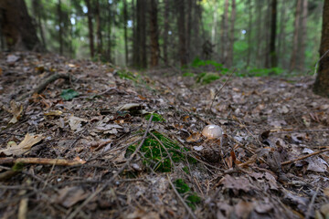 Gray toadstool growing in the forest.
