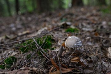 Gray toadstool growing in the forest.
