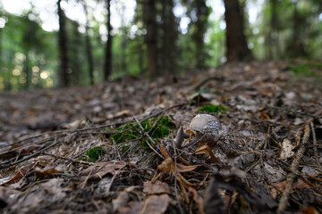 Gray toadstool growing in the forest.
