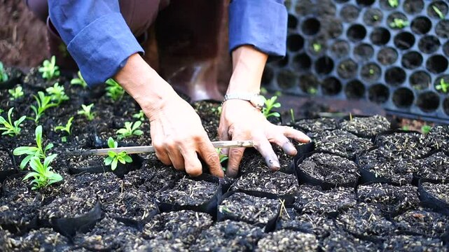 Farmer transplanting young seedlings Sweet William garden spring environment nature, hand agriculture, environment growth