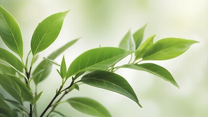 close up photography focusing on a fresh green tea leaf plant with the fresh green leaves occupying in side of the frame on a blurry white background