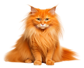 PNG Light orange long hair cat mammal animal pet.