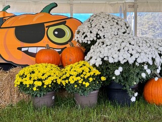 Pumpkins at a fair in Canada on Halloween