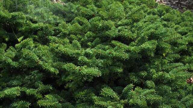 Abies balsamea 'Grunes Igel' is a compact, evergreen balsam fir with vibrant green foliage and a delightful fragrance. The species is native to Canada. It is perfect for ornamental landscaping. 