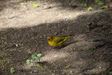 ave canário da terra - Sicalis flaveola