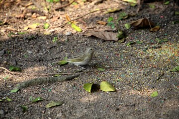 ave canário da terra - Sicalis flaveola