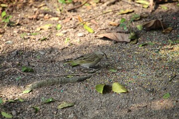 ave canário da terra - Sicalis flaveola