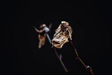 Close up of dried flowers, plants, nature, abstract