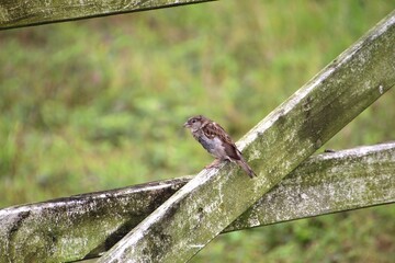 ave pardal – Passer domesticus 