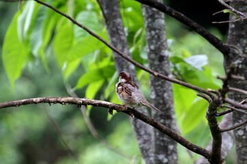 ave pardal – Passer domesticus 