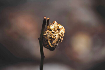 Close up of dried flower, plants, nature