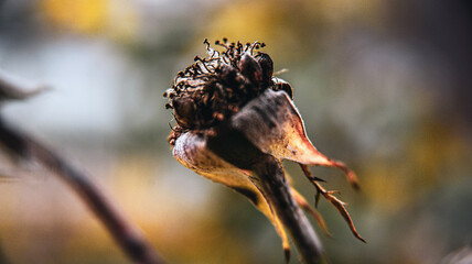 Close up of dried rose, plants and flowers