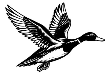 Flying mallard duck vector art illustration 