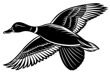 Obraz premium Flying mallard duck vector art illustration 