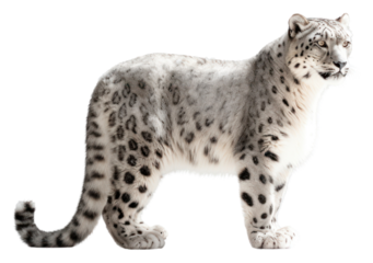 PNG Snow leopard wildlife cheetah animal.
