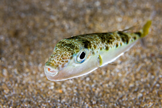 Silver-cheeked toadfish from Cyprus