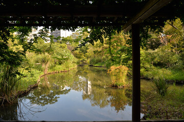藤棚から秋の池、向島百花園にて