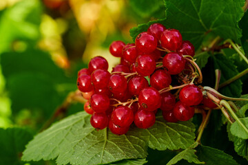 Branch of ripe red currant in a home garden
