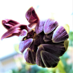 Dahlia bud 