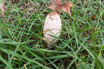 Poisonous mushroom herringbone