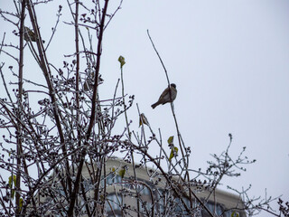 Sparrow on a branch in winter