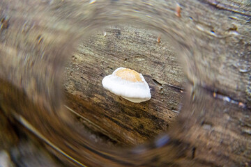 Obraz premium Tree fungus
