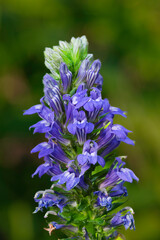close up of a blue flower