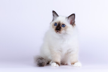 Sacred Birman kitten shocolate point color, birma Cat isolated on a white background, studio photo.