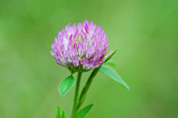 red clover flower on a green background