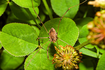 spider on a leaf