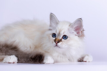 Fototapeta premium Sacred Birman kitten seal tabby point color, birma Cat isolated on a white background, studio photo