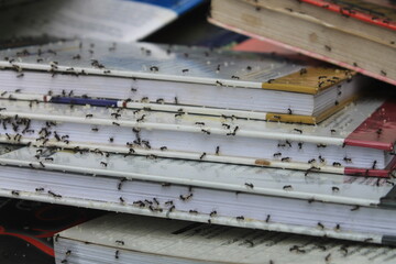 A bunch of ants swarm around a pile of books

