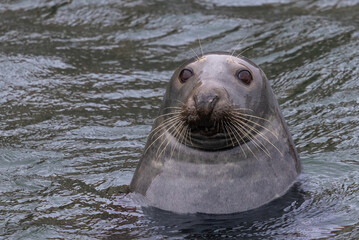Harbour Seal in the Sea, Pittenweem, Scotland