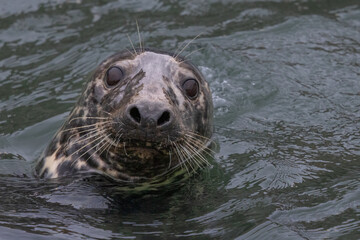 Fototapeta premium Harbour Seal in the Sea, Pittenweem, Scotland