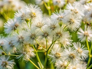 Vibrant close-up of Billygoat Weed's delicate white flowers and feathery leaves, showcasing its intricate details and unique beauty in a soft, natural light setting.