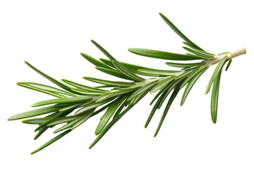 Fototapeta premium PNG Rosemary tea leave plant herbs white background.