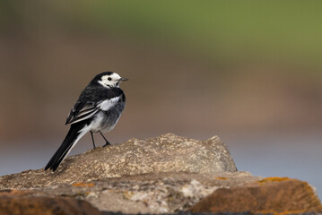 Pied Wagtail on a Rock, Pittenweem, Scotland