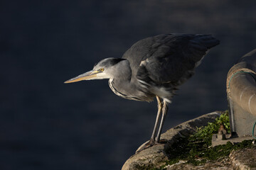 Heron, Pittenweem Harbour, Scotland