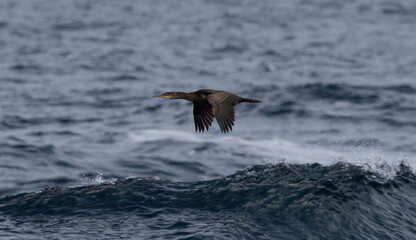Cormorant in Flight, Orkney, Scotland