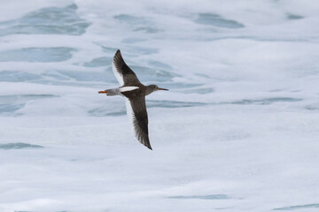 Sanderling in Flight, Orkney, Scotland