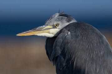 Heron, Pittenweem Harbour, Scotland