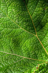 wallpaper texture in high resolution with close view of green leaf with lines and grids of the plant full of life and very vivid color