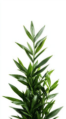 Fototapeta premium A close-up of lush green plant leaves against a white background.