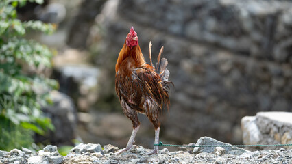 rooster in the grass