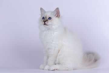 Sacred Birman kitten seal tabby point color, birma Cat isolated on a white background, studio photo