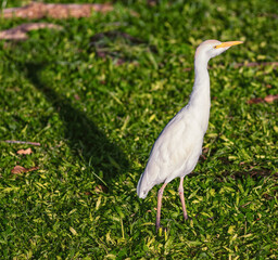 White and Yellow Egret Walking on Green Grass.